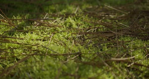 Dry fallen pine leaves on forest ground. Slow slider right, close up