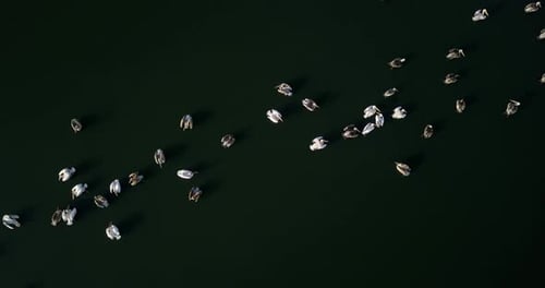 Aerial footage over White Pelicans swimming in fishpond