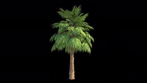 Canal Alpha Loopable Palm In The Wind