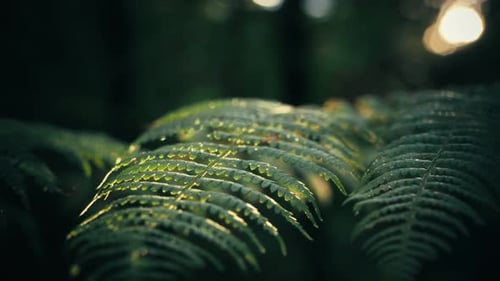 Grüne Farnblätter mit Wassertröpfchen im dunklen Wald