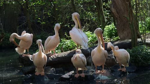 Group of white pelicans resting on the edge of the lake