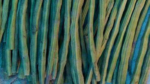 fresh organic drumstick vegetable from farm close up from different angle