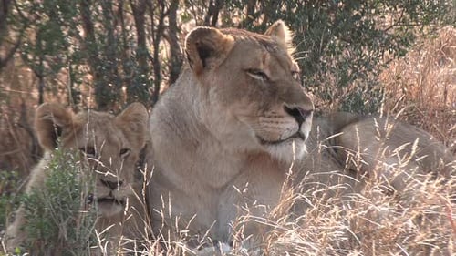 Beautiful close up of a lioness lying in the bush with her cub.