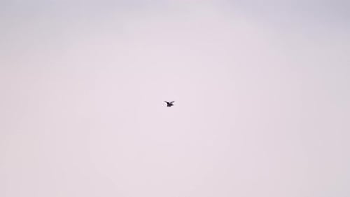Bat flying in the purple night sky - close up