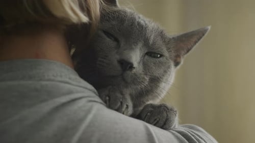 Affectionate Grey Cat Embracing Human