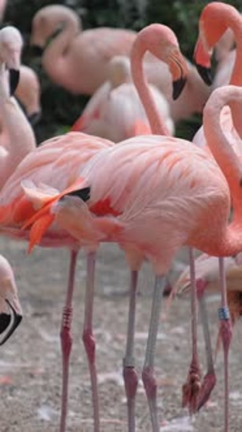 Beautiful Flamingos Near the Pond Migratory Birds in India Vertical Video