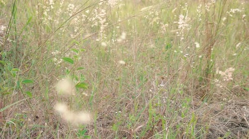 white grass flowers among the dry grass in the wind