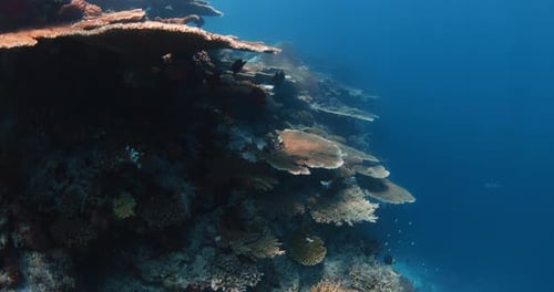 Reef Underwater with Amazing Table Corals and Tropical Fish Hard Corals Underwater Blue Ocean