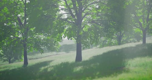 Serene Morning in a Lush Green Forest with Vibrant Trees and Soft Light