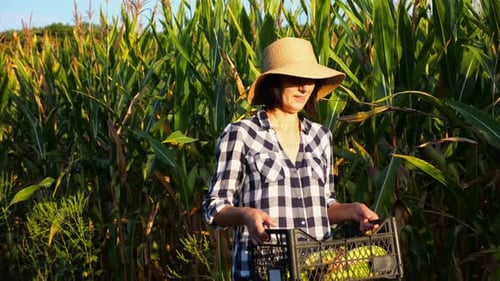 Female Farmer with Plastic Harvest Box Explores Corn Stems While Going at Field Adult Beautiful