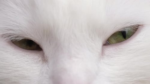 Closeup of Green Cat Eyes White Domestic Cat