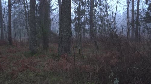 Foggy morning at mixed forest. Tilt up.