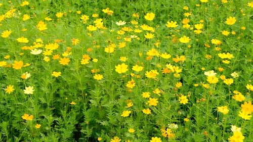 Field of Yellow Flowers Blooming in Spring