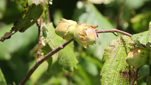 Young hazelnuts (filbert, kobnuss) grow on the tree. Green hazelnut from organic nut farms. Hazelnut