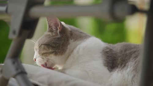 Gray and White Cat Grooming Itself