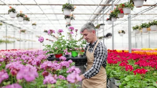 Man tending colorful geraniums in bright greenhouse