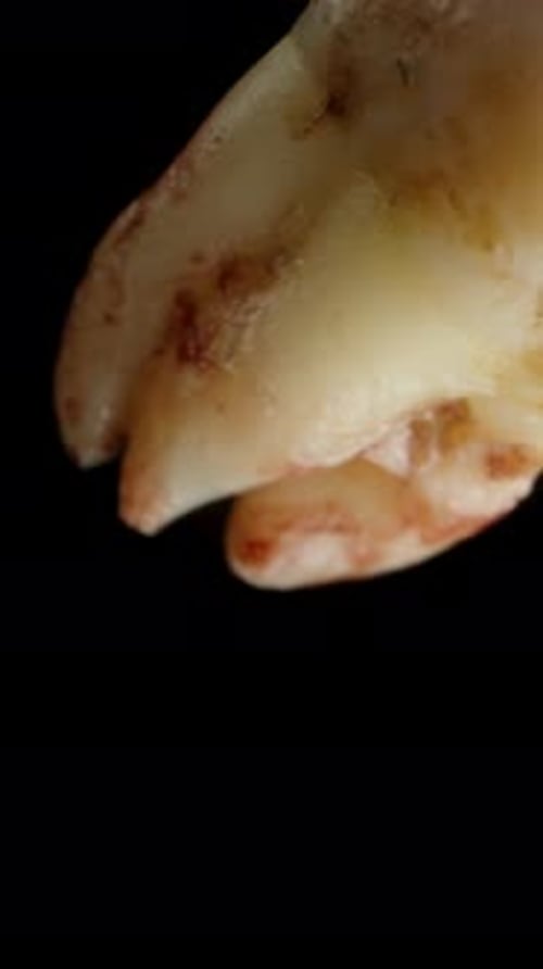 Vertical video. Human tooth in blood falls downward, slow motion macro on an isolated black