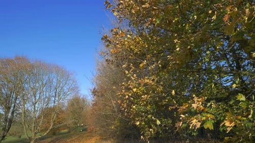 A lovely moment of autumn leaves falling from a local tree in the wind.