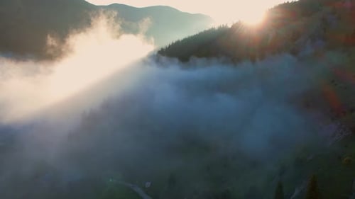 Jungle In Fog, Sunrise