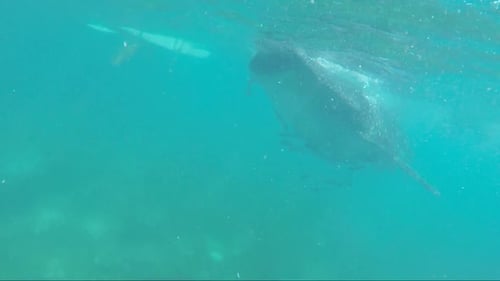 Huge Whale Shark of Oslob Cebu, Philippines with Small Fishes in the Side