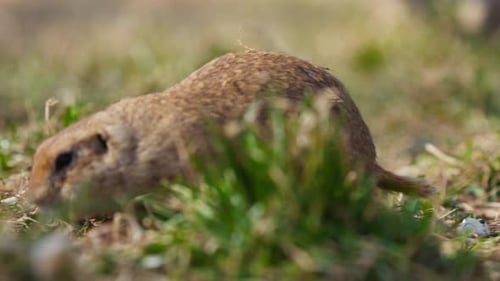 Funny Fluffy Gopher Eats Next to the Burrow Little Ground Squirrel or Little Suslik Spermophilus