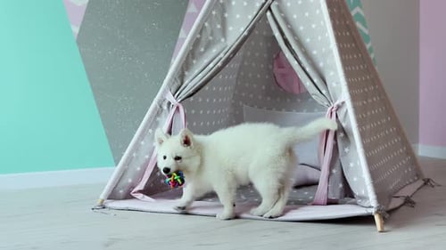Un chiot White Swiss Shepherd joue malicieusement dans la chambre des enfants. Un adorable chiot blanc