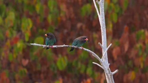 Dollars Bird on Branch in the Morning