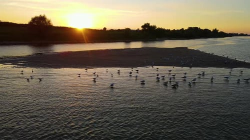 Seagulls Fishing at Sunset Sitting in Island on River Close Up Against Background of Golden Sunset