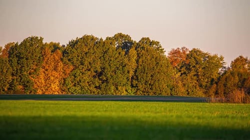 Colorful autumn trees and domesticated geese in far distance, time lapse view