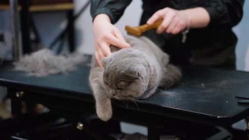 Grey Cat Being Brushed at the Groomers
