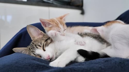 Sweet Cat family cuddling together and cleaning paws on couch at home,close up