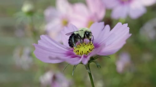 Makro einer Hummel, die eine rosafarbene Kosmosblume in einem Garten bestäubt