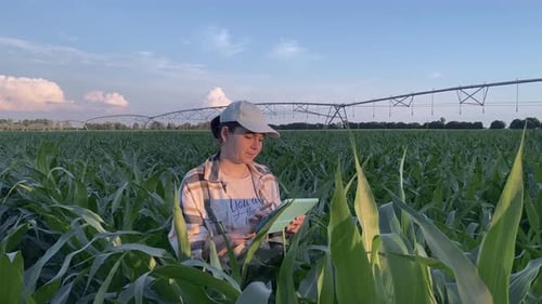 Farmer Using Digital Tablet in Agricultural Field at Sunset