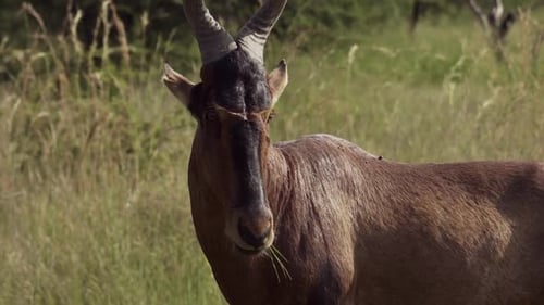 Lone Hartebeest Chewing On Grass Whilst Looking Out In Grasslands In The Wild, South Africa