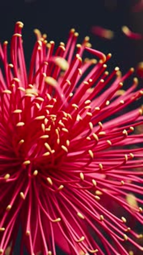 Radiant chrysanthemums in a calm 3D loop with drifting petals.