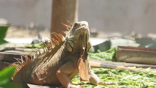 Green Iguana turning its head towards camera. Handheld