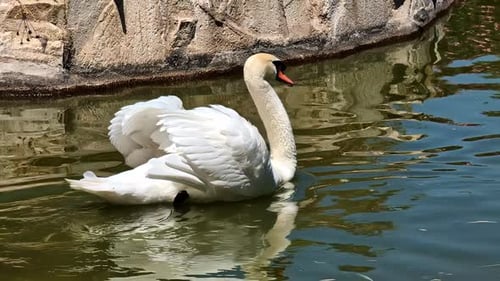 L'élégant cygne blanc glisse paisiblement sur l'eau ensoleillée d'un étang