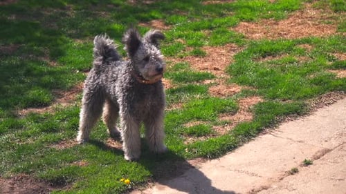 Purebred Pumi dog standing and looking around in a garden on a sunny day