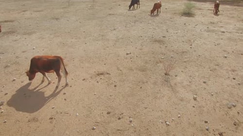 Cattle in the Namibian drought, trying to find something to eat