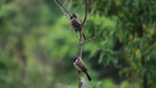 zwei Himalaya-Bulbulvögel (Pycnonotus leucogenys) auf einem Ast