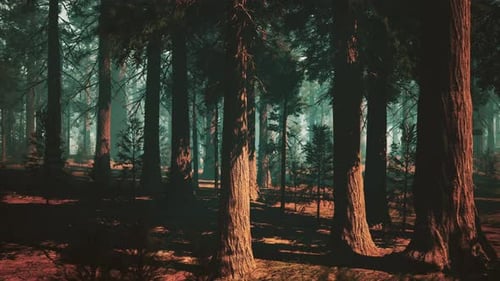 Majestic Sequoia Forest A Serene Abundance of Towering Trees Dark Forest