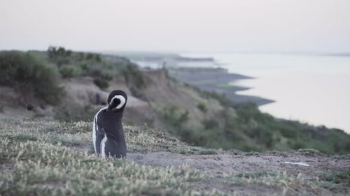 A Beautiful Magellanic Penguin On The Elevated Grass Shore Of The Patagonian Coast - Wide Shot
