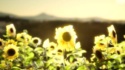 Sunflower Field on a Warm Summer Evening