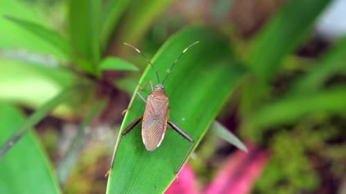 Squash Bug Insect Sitting on Blade of Green Grass