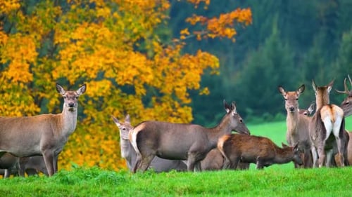 Deer Grazing in a Meadow on a Beautiful Day