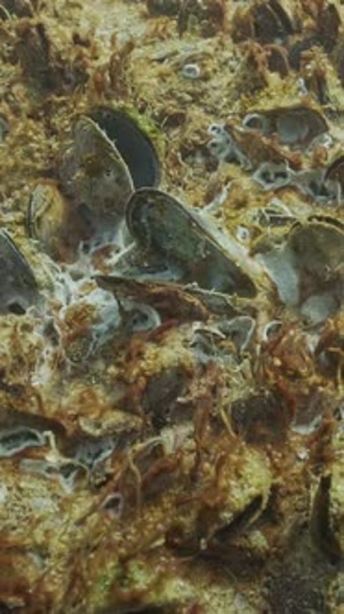 Gros plan d'une colonie mourante de moules recouverte de cyanobactéries de bulles de gaz et de moisissures marines
