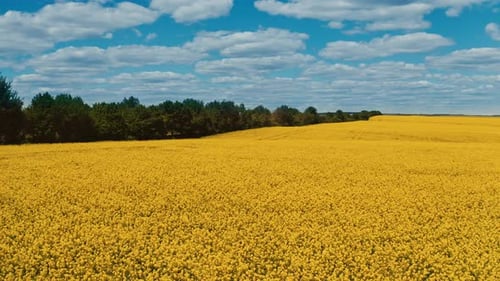 Aerial view of yellow rapeseed fields