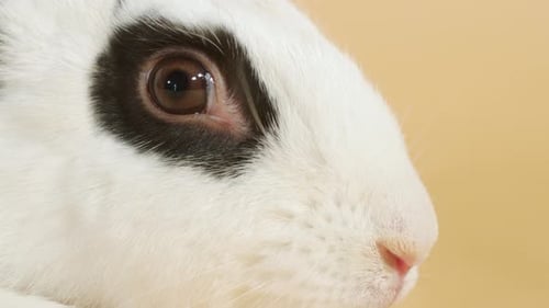 Portrait of Black spotted White Rabbit Snout, wiggling nose - Close up