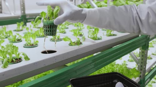 Unrecognizable Person Putting Plug Plant on Vertical Stand