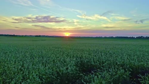 Shot from left to right of young green corn field in agricultural field with sun setting over the ho